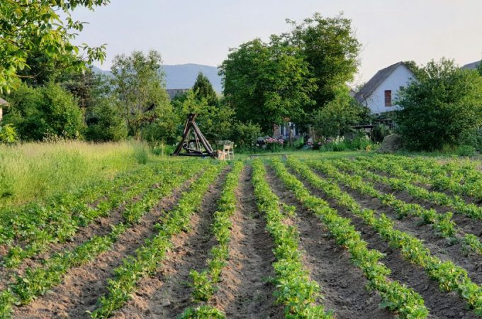7 Strategies to Protect Growth During Early Heat Waves