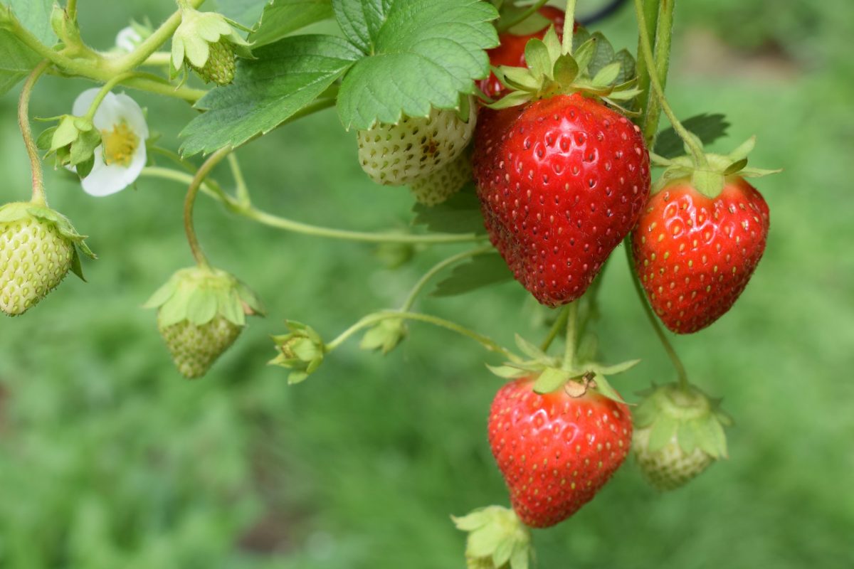7 Long-Term Growers That Return Year After Year