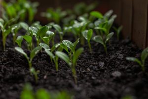 5 Indicators Your Soil Needs Nutrient Support
