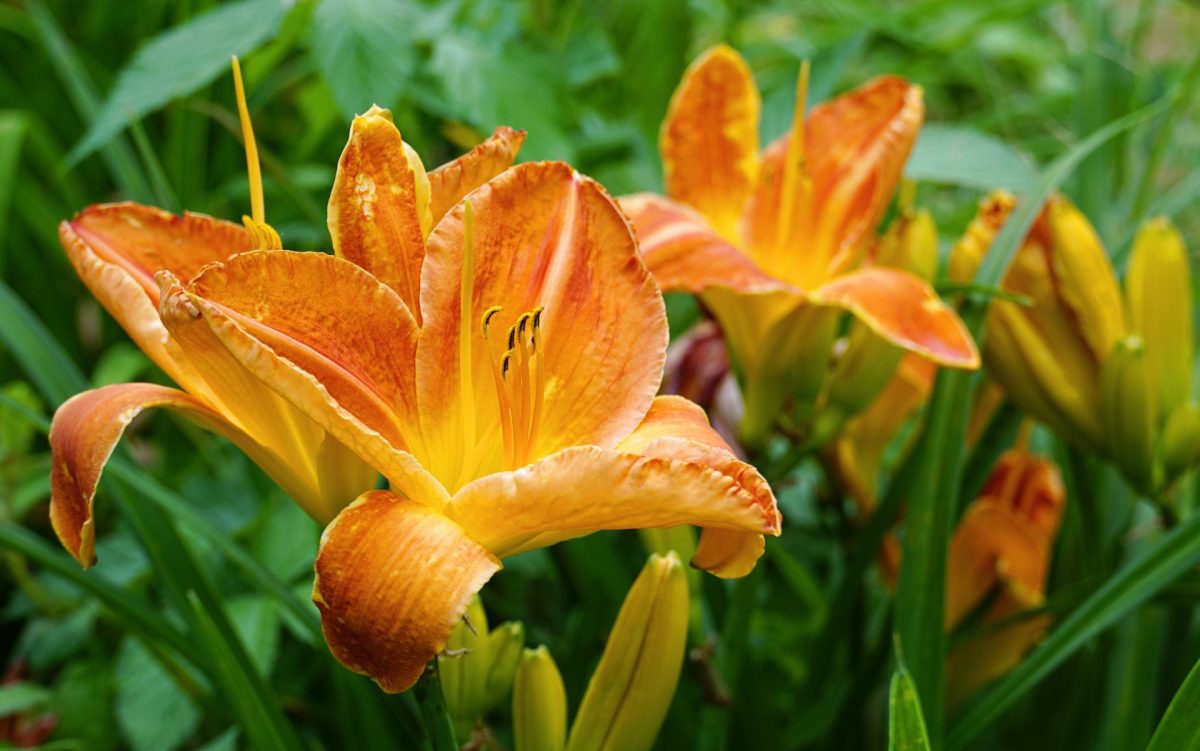6 Resilient Picks That Handle Temperature Swings