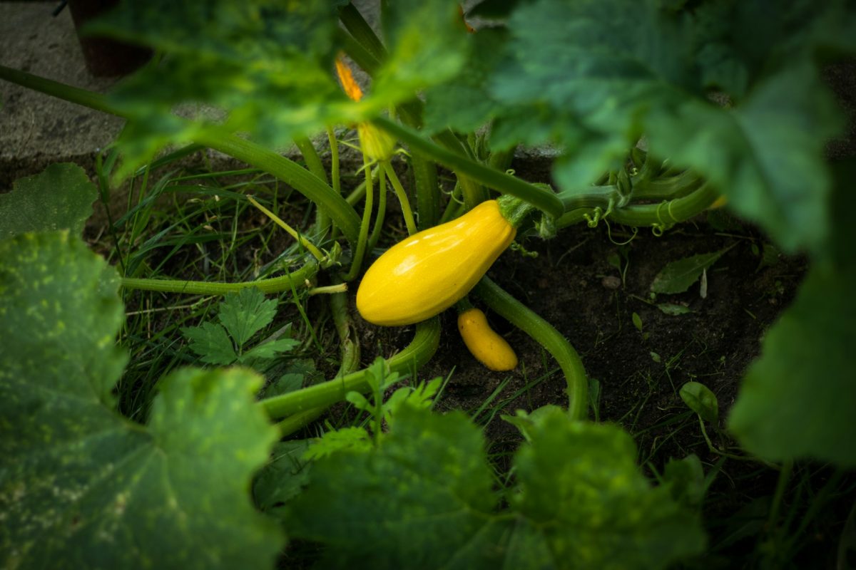 5 Easy Crops for First-Time Gardeners