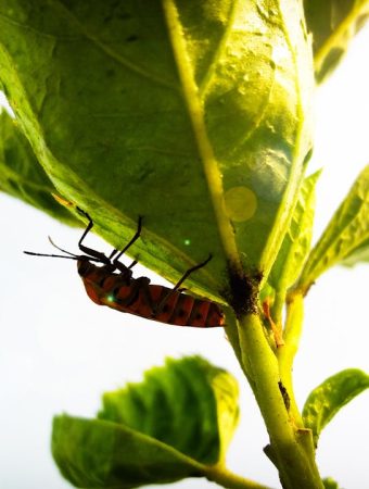 7 Natural Repellents That Help Keep Insects Away
