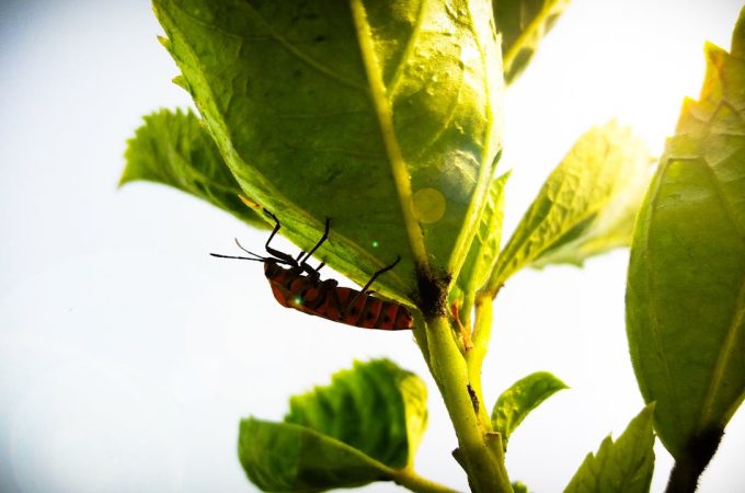 7 Natural Repellents That Help Keep Insects Away