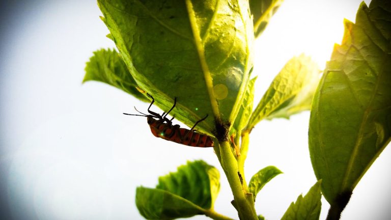 7 Natural Repellents That Help Keep Insects Away
