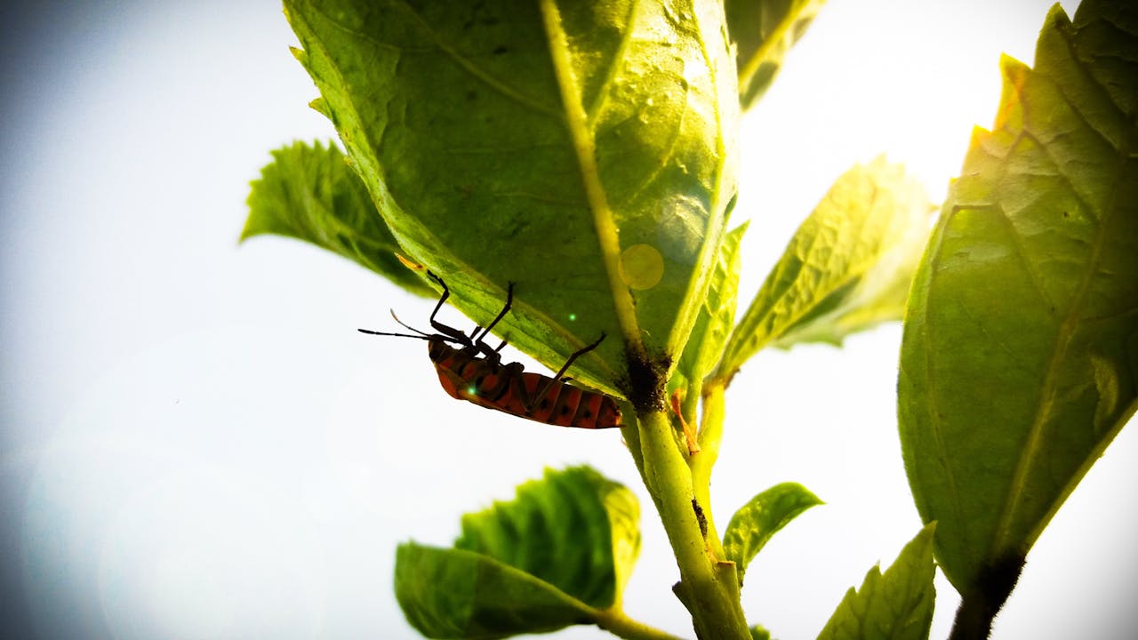 7 Natural Repellents That Help Keep Insects Away
