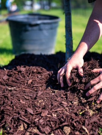 5 Budget-Friendly Gardening Tips That Actually Work