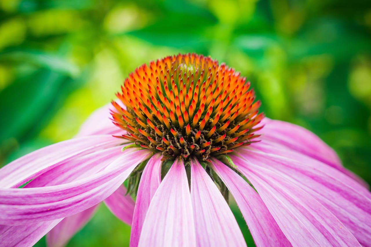 6 Selections That Perform Well in Clay Soil