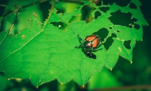 5 Pest Control Mistakes That Backfire Quickly