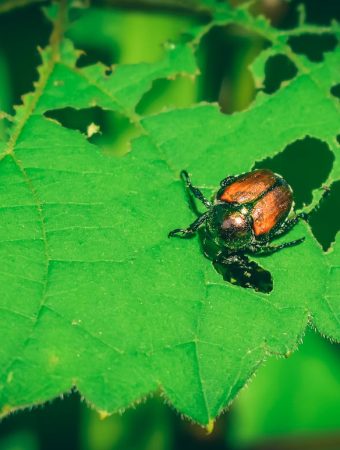 5 Pest Control Mistakes That Backfire Quickly