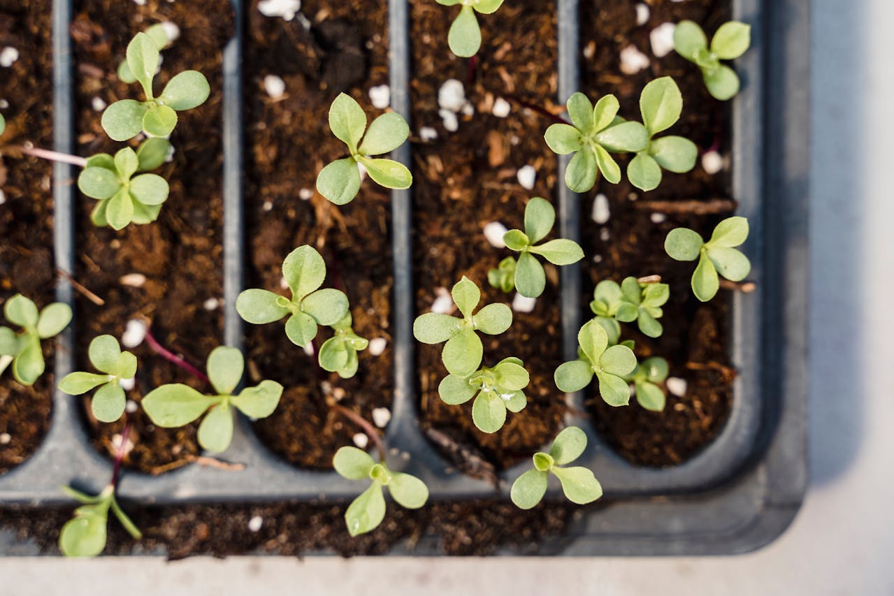 5 Budget-Friendly Gardening Tips That Actually Work