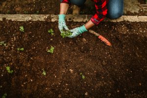 5 Soil Additions That Improve Results Within Weeks
