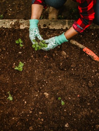 5 Soil Additions That Improve Results Within Weeks