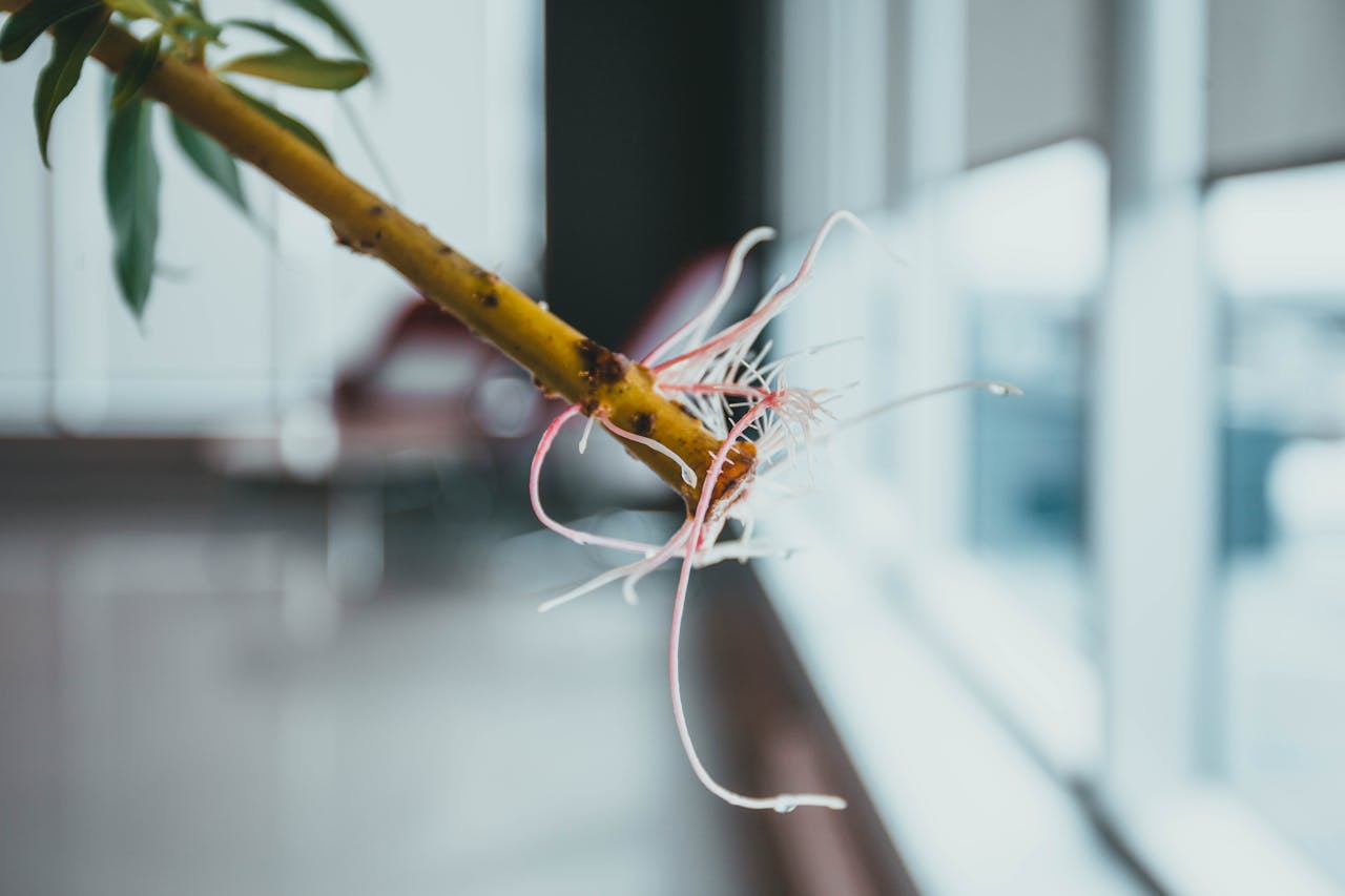 Why Poor Drainage Leads to Root Rot and Stunted Growth