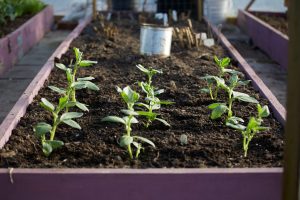 8 Raised Bed Favorites That Deliver Consistent Results