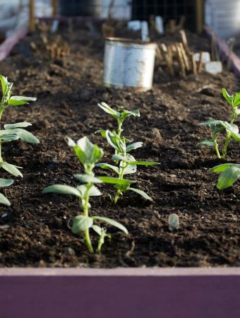 8 Raised Bed Favorites That Deliver Consistent Results