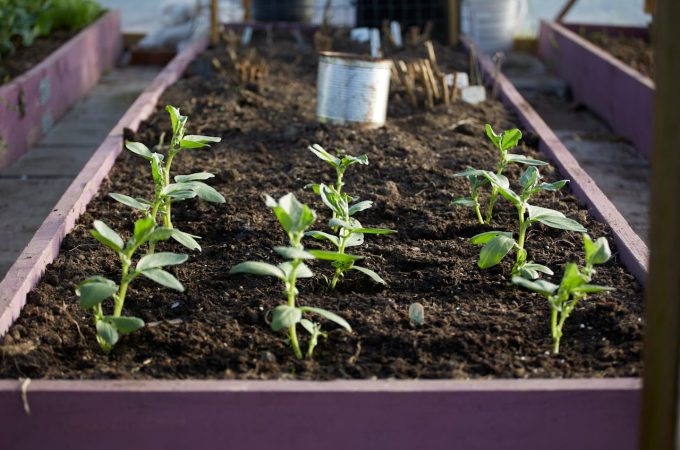 8 Raised Bed Favorites That Deliver Consistent Results