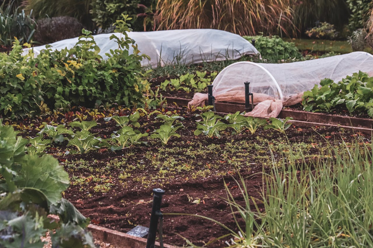 The Late Frost Risk: Why Some Regions Still Need Protection