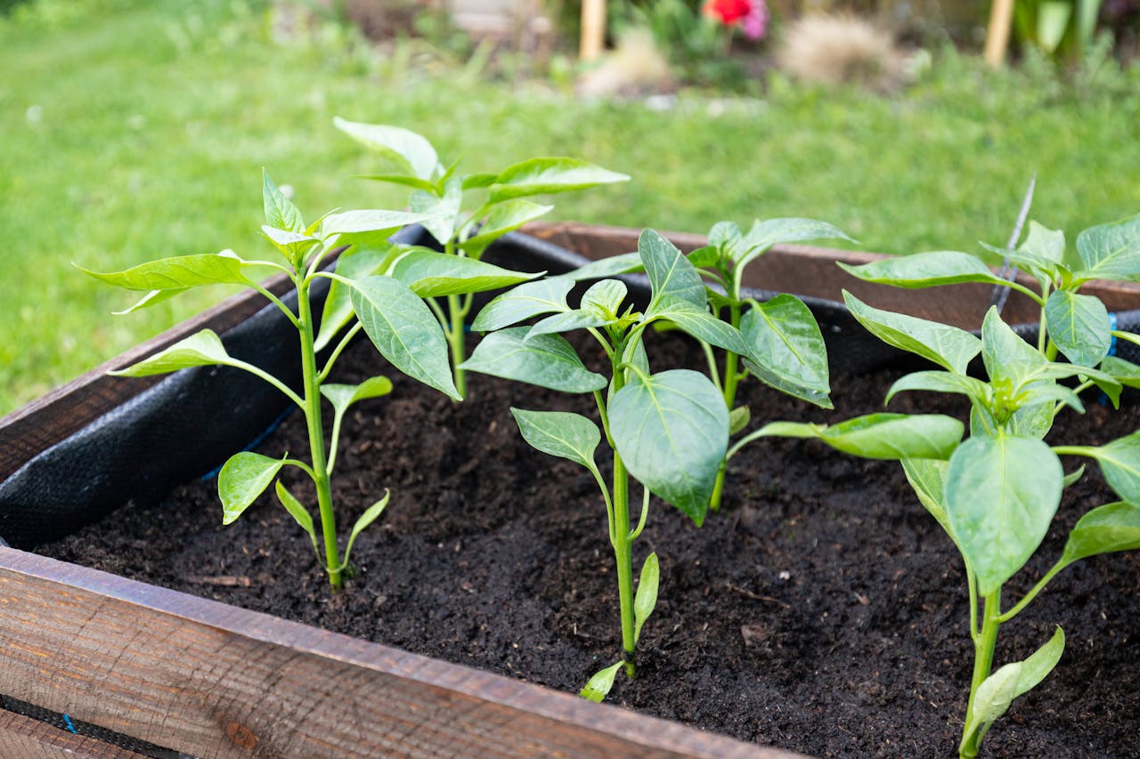 8 Raised Bed Favorites That Deliver Consistent Results