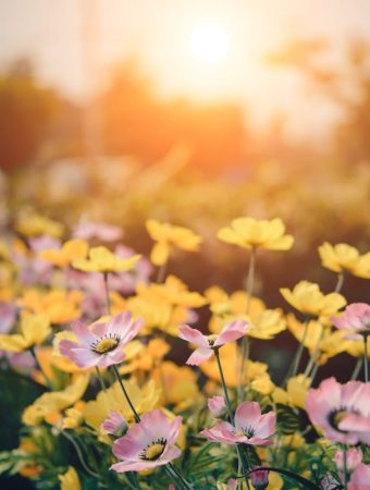 The Sunlight Rule: Why Placement Determines Growth Success