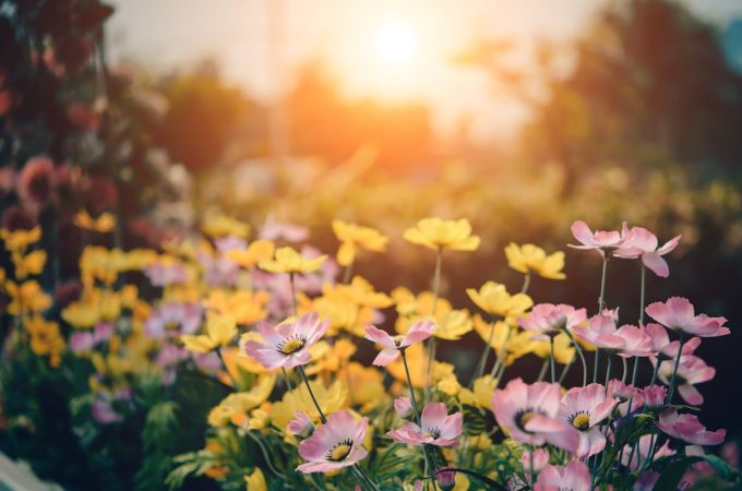 The Sunlight Rule: Why Placement Determines Growth Success