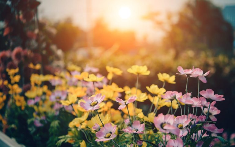The Sunlight Rule: Why Placement Determines Growth Success