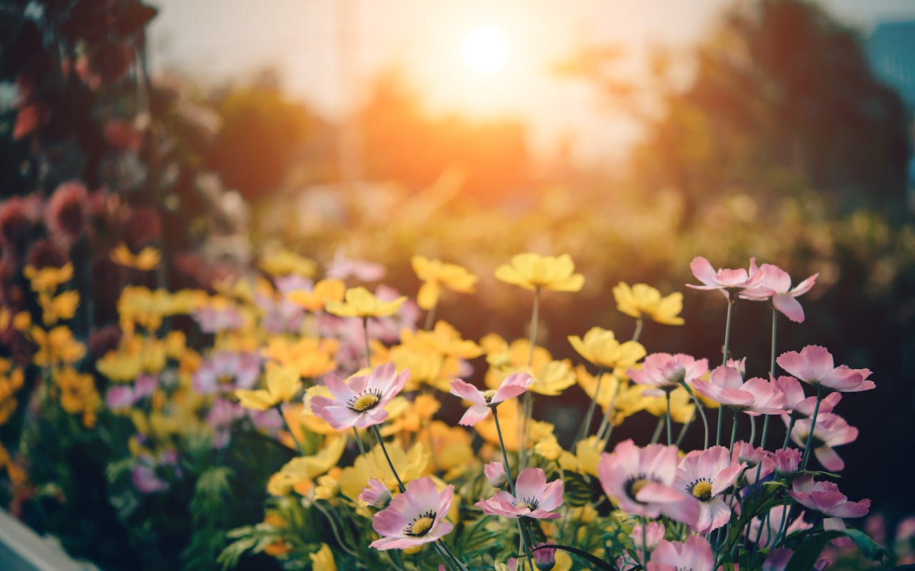 The Sunlight Rule: Why Placement Determines Growth Success