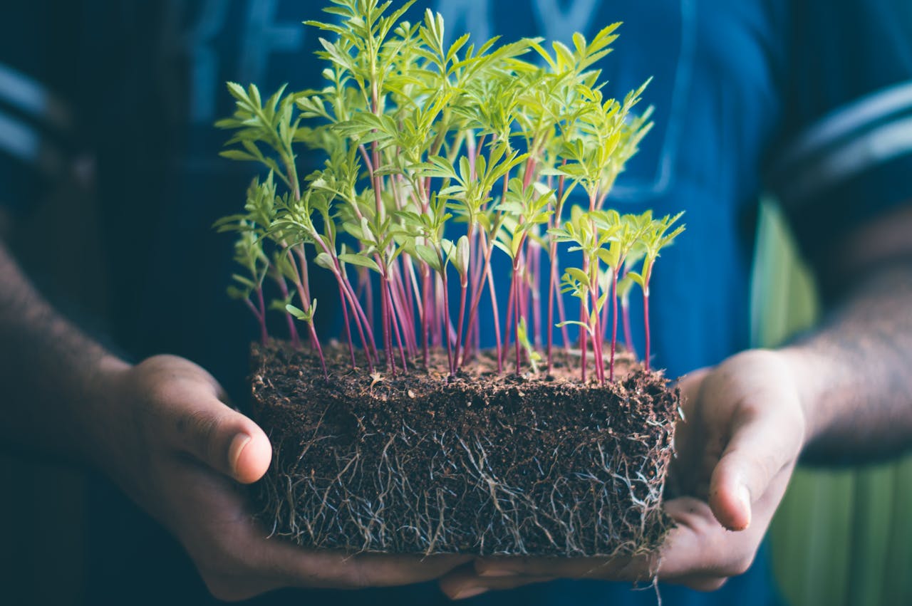 The Watering Myth: Why More Moisture Can Hurt Root Development