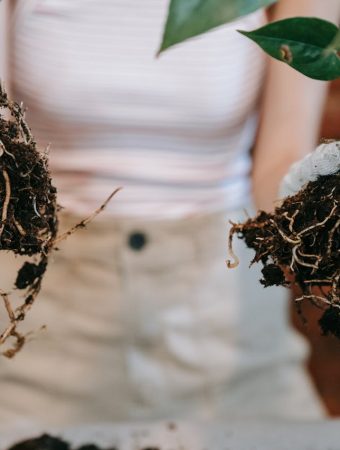 Why Poor Drainage Leads to Root Rot and Stunted Growth