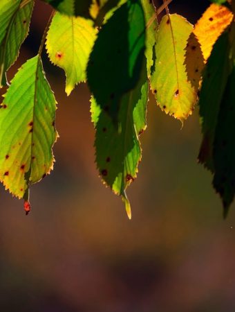 Why Leaves Droop Even When Soil Feels Moist