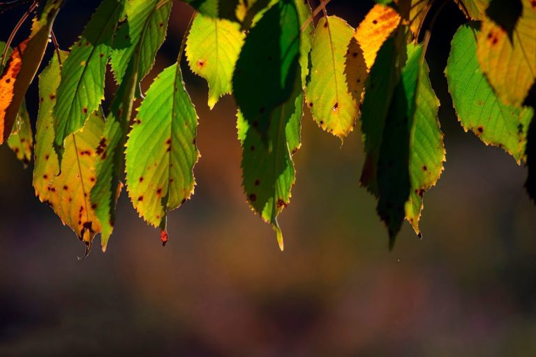 Why Leaves Droop Even When Soil Feels Moist