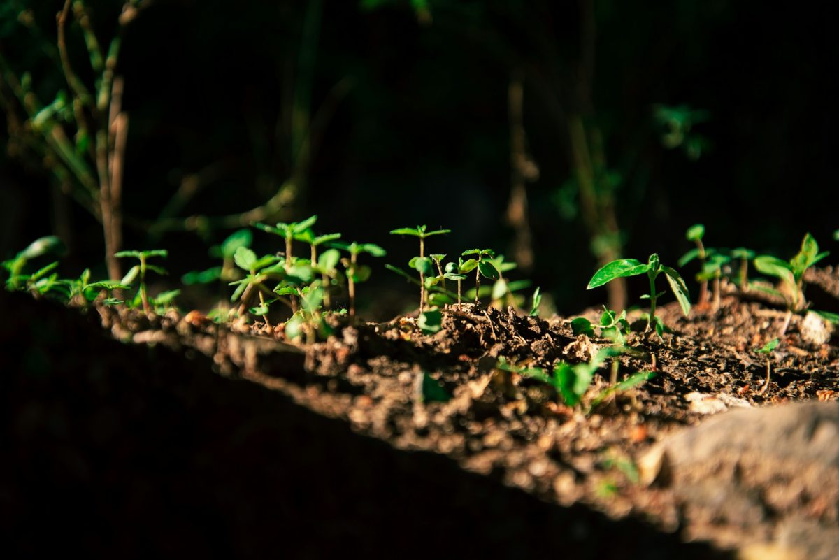 5 Beginner Errors That Reduce Yields in Spring Gardens