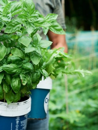 6 Culinary Herbs That Take Off Quickly When Planted Now