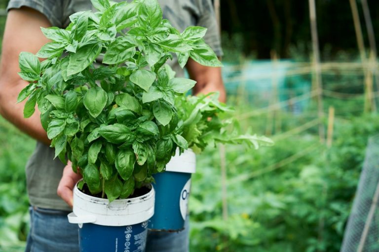6 Culinary Herbs That Take Off Quickly When Planted Now