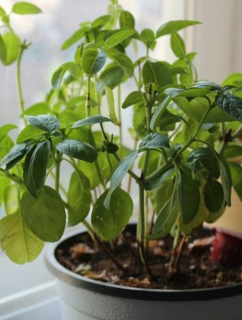 6 Options That Transition Well Between Indoor and Outdoor Growth