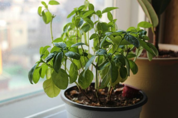 6 Options That Transition Well Between Indoor and Outdoor Growth