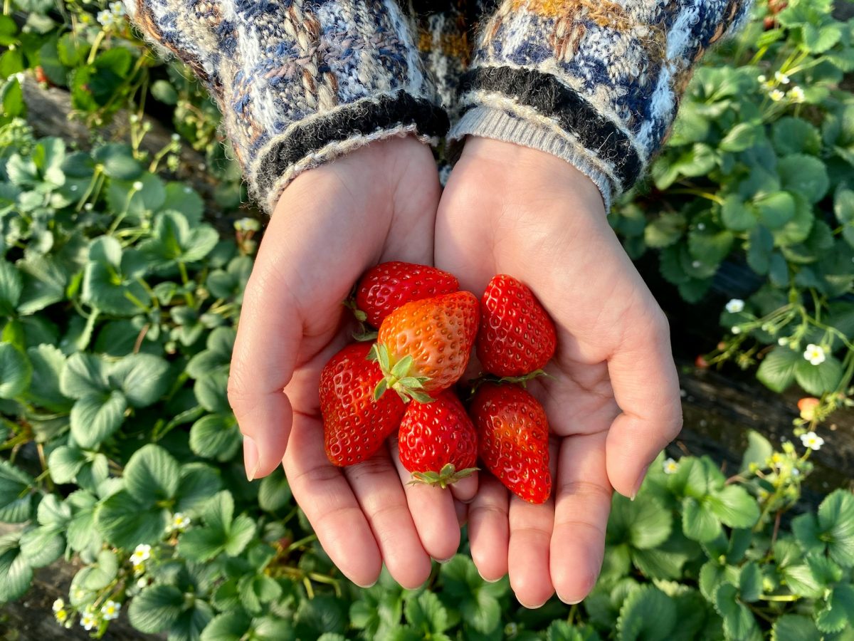 6 Reliable Choices for Container Harvesting