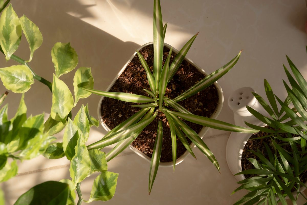 6 Options That Transition Well Between Indoor and Outdoor Growth