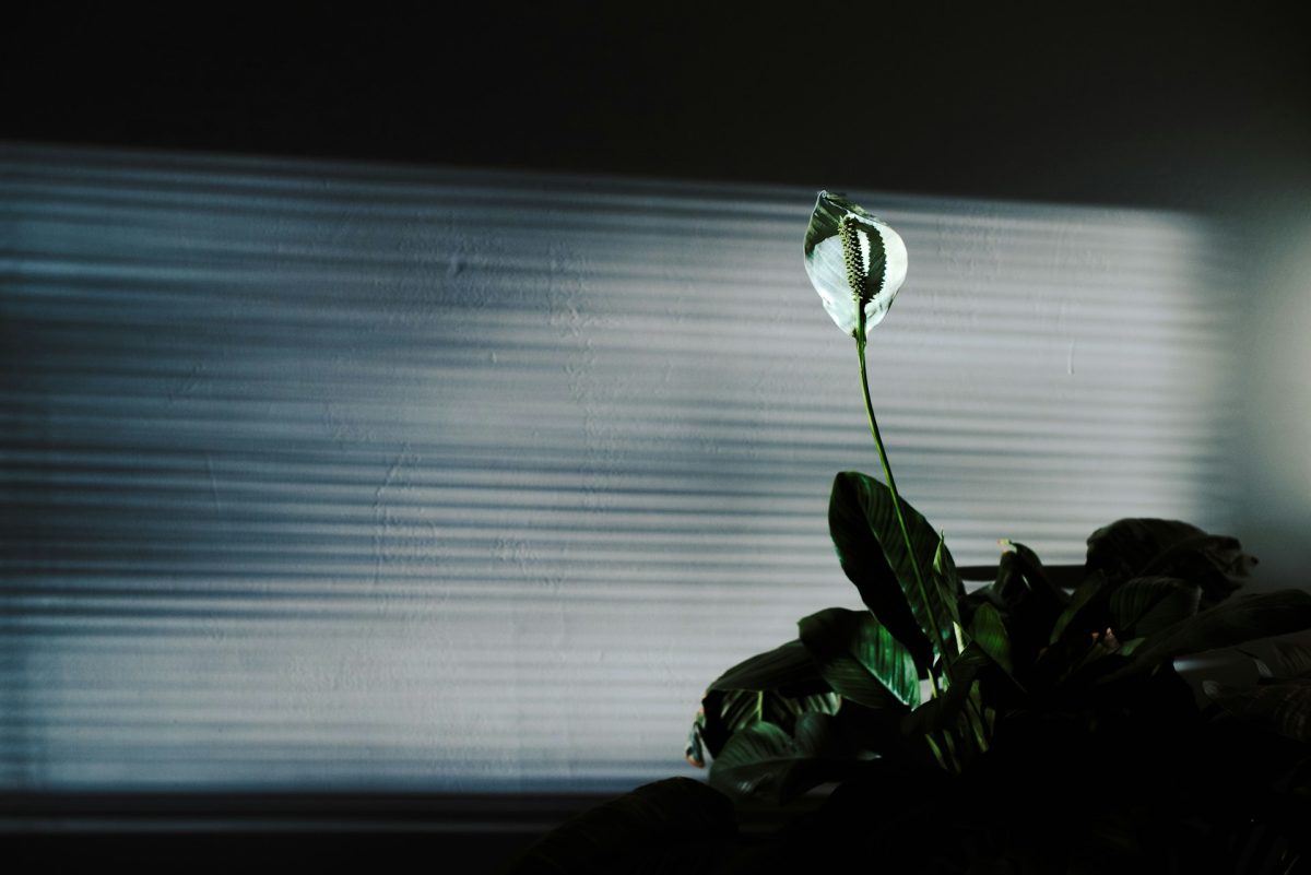 6 Low-Light Options That Still Produce Results