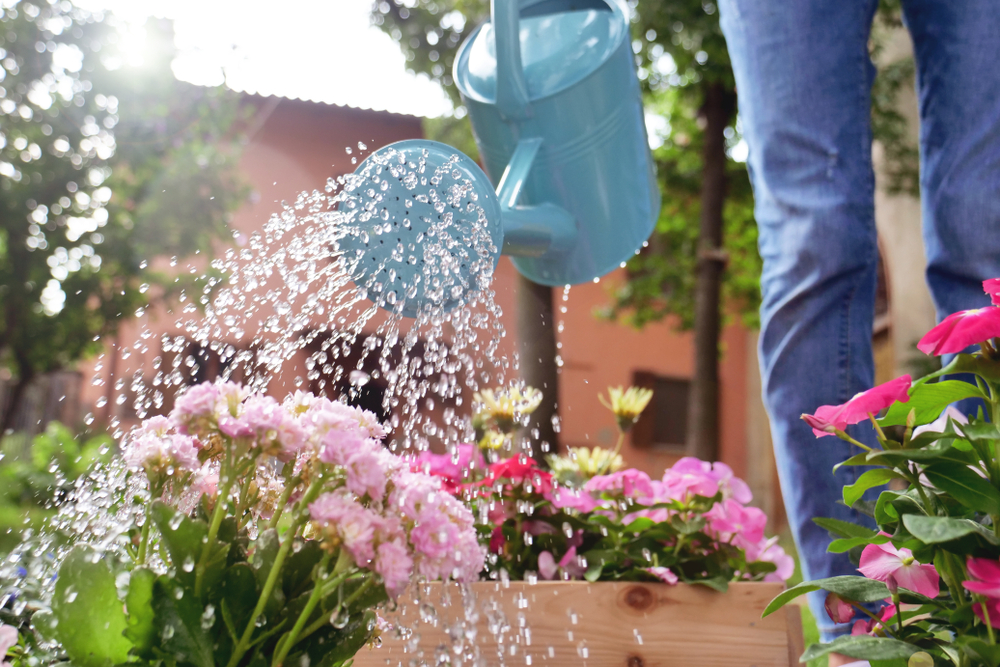The Drainage Problem That Leads to Plant Loss