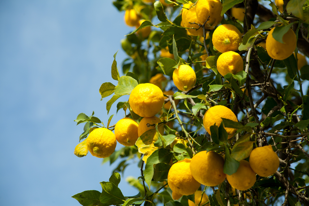 7 Container-Friendly Picks That Thrive in Tight Spaces