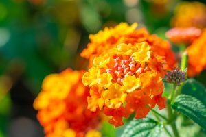 8 Heat-Resistant Choices That Thrive in High Temperatures