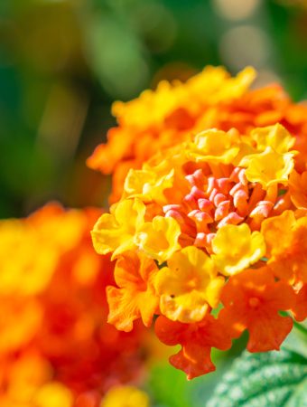 8 Heat-Resistant Choices That Thrive in High Temperatures