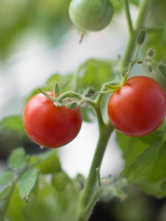 7 Container-Friendly Picks That Thrive in Tight Spaces