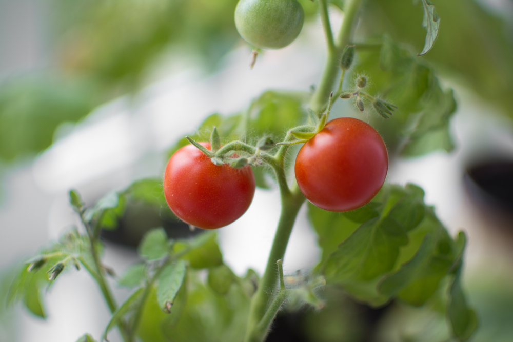 7 Container-Friendly Picks That Thrive in Tight Spaces