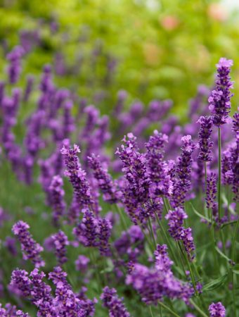 8 Heat-Friendly Picks That Thrive in Warm Climates