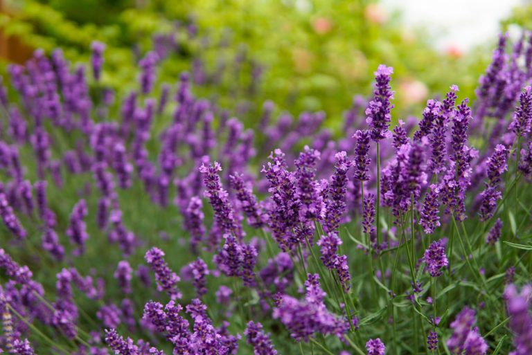 8 Heat-Friendly Picks That Thrive in Warm Climates