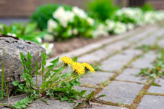 Why Weeds Take Over Faster Than Crops in Spring