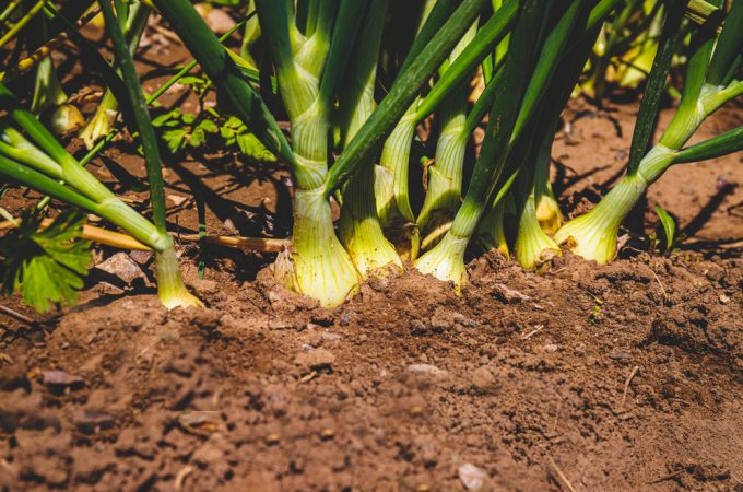 Plant These Cheap Summer Bulbs Today for a Garden Full of Fall Blooms