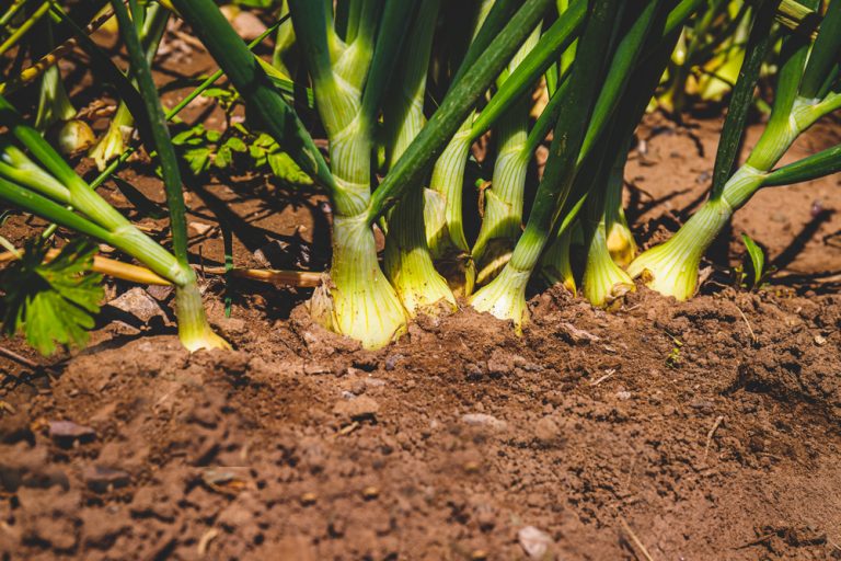 Plant These Cheap Summer Bulbs Today for a Garden Full of Fall Blooms