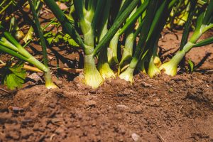 8 Sandy Soil-Friendly Picks That Adapt Quickly